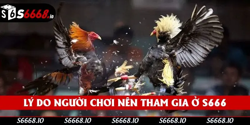 Các yếu tố thu hút khách hàng tham gia xem đá gà
